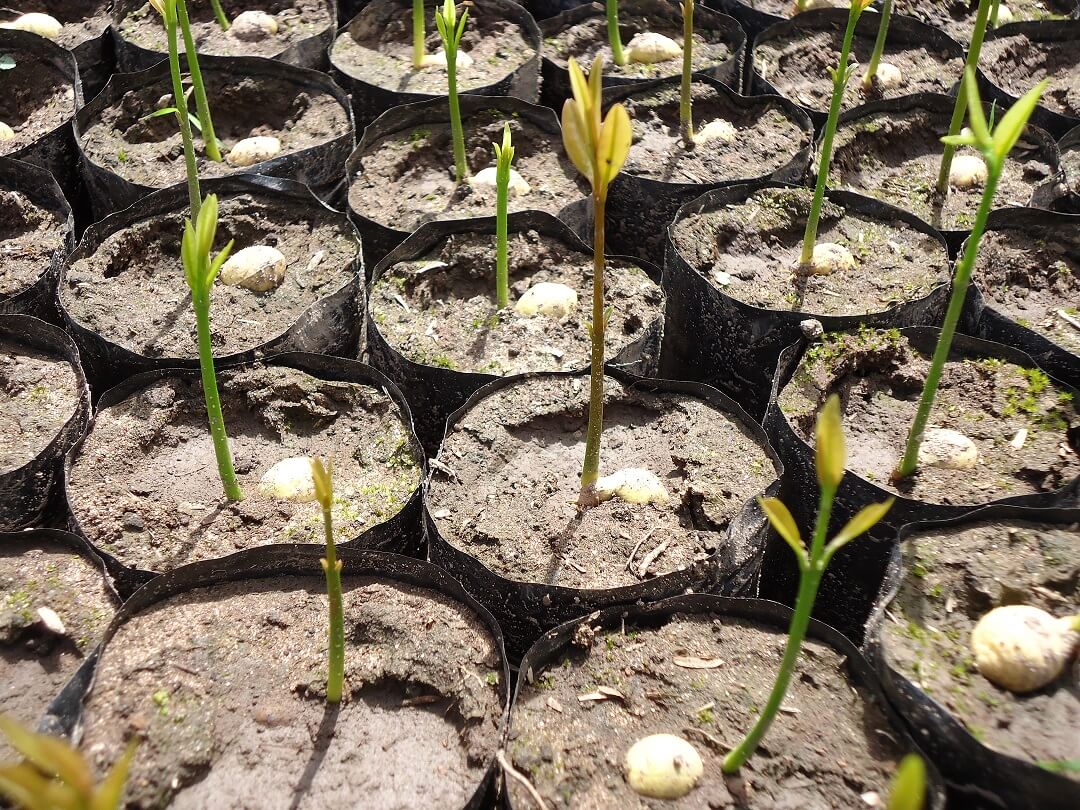 Jonge boompjes klaar voor aanplanting