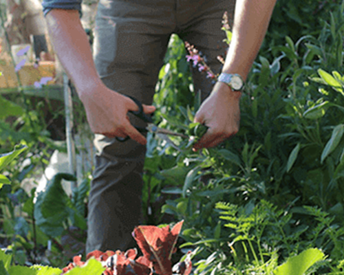 Makkelijke Moestuin